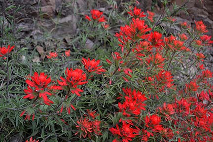 Indian Paintbrush, Sycamore Canyon, April 16, 2015